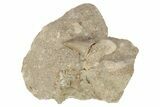 Otodus Shark Tooth Fossil in Rock - Eocene #230898-1